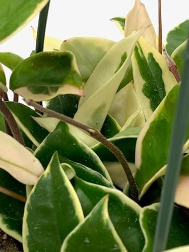 Tricolor Hoya Krimson Queen, Hoya Carnosa Variegata Tricolor Hoya Ships from CA (4" Pot) thumbnail 5
