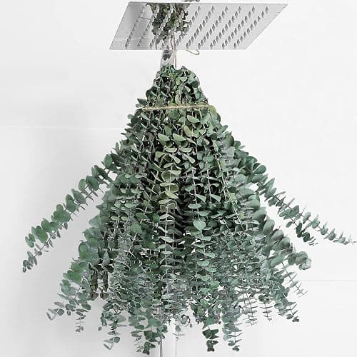 20 Pcs Dried Eucalyptus Stems 17" Real Eucalyptus for Shower Hanging 100% Made from Fresh Leaves, Wedding, Home, Farmhouse, DIY Spring Decor - Image 1