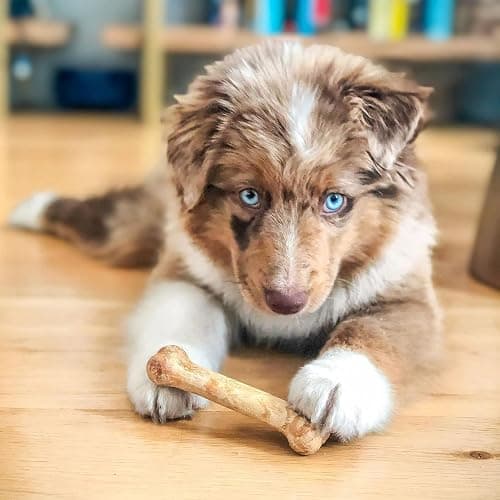 Nylabone Healthy Edibles Natural Puppy Chews Long Lasting Treats for Puppies, Roast Beef, Apple & Bacon Flavor, X-Small/Petite (3 Count) thumbnail 2
