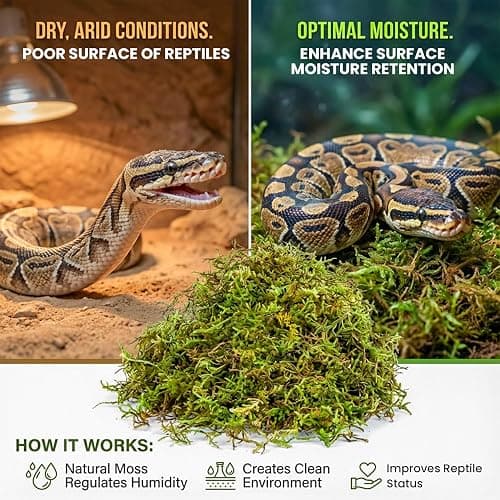 Sukh Sphagnum Moss for Reptiles & Plants - Terrarium Moss Substrate, 5oz | Habitat Bedding for Gecko, Snake, Turtle, Frog, Bearded Dragon, Jumping Spider, Chameleon, Enclosure & Tank Accessories Decor thumbnail 4