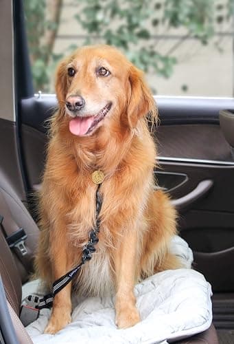 2 Pack Dog Seat Belt Adjustable Dog Car Seatbelts for Vehicle Nylon Pet Safety Seat Belt with Elastic Bungee Buffer Reflective & Durable Car Harness for Dogs thumbnail 6