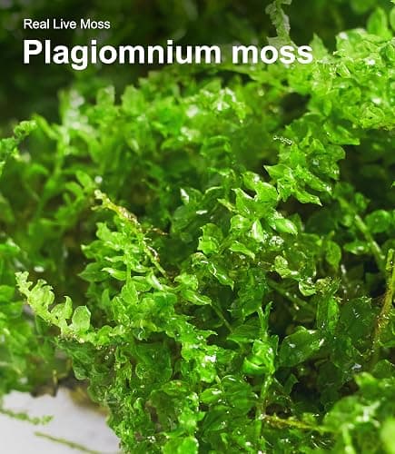 Live Moss Duo Pack 2 Types of Real Live Sheet/Sphagnum Moss for Terrariums, Terrarium Mosses Landscaping, Reptile Tank Accessories, Snake & Gecko Humidity Substrate Mosses for Crafts & Plant Décor thumbnail 7