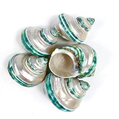 Heyiwell 5PC Green Turbo Banded Shells,Hermit Crab Shell &Turbo Shells Hermit Crab Supplies for Decor 1.5"~ 2" Inch thumbnail 4