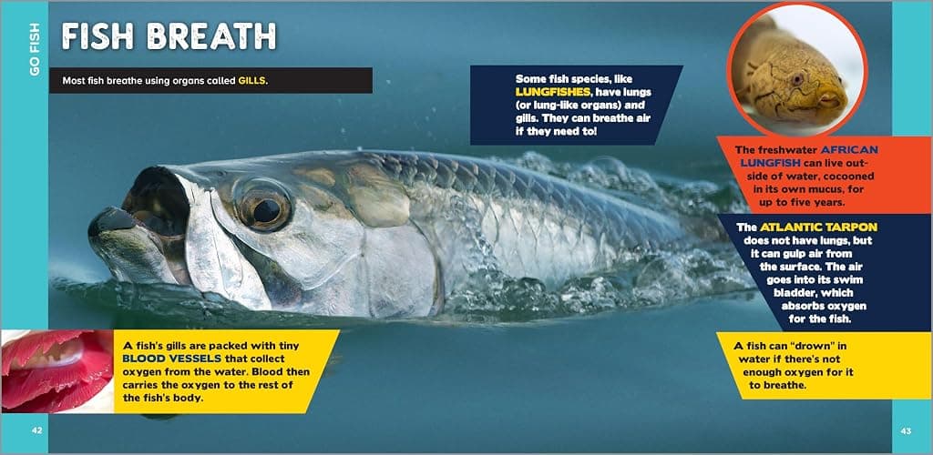 The Fascinating Ocean Book for Kids: 500 Incredible Facts! (Fascinating Facts) thumbnail 4