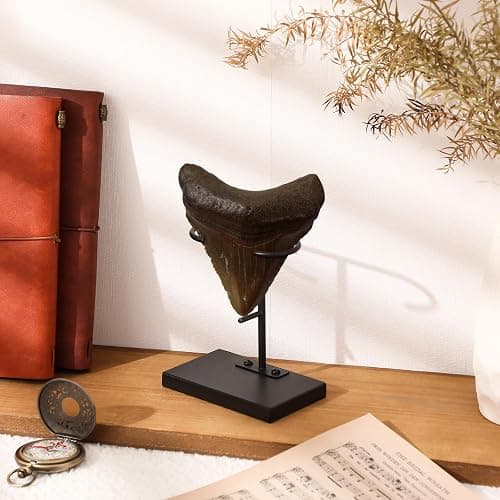 Chunful 2 Pcs Megalodon Shark Tooth Display Stand Metal Shark Tooth Holder Display Easel Holder for Slab Slice Fossil Flat Crystals and Minerals, 4 x 4.5'' (Metal Base) thumbnail 4