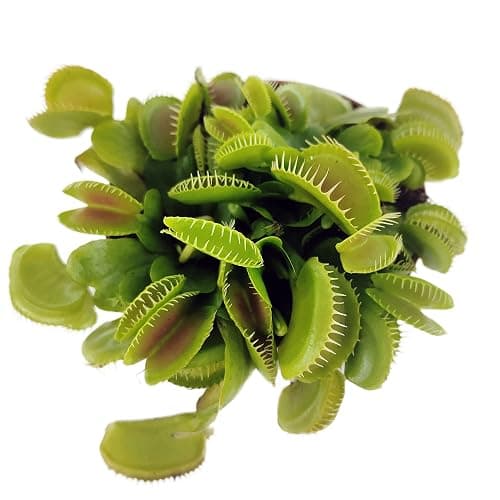 Perfect Plants Venus Fly Trap Plant in a 9cm Pot. Fascinating Fly Eating Carnivorous Plants thumbnail 4