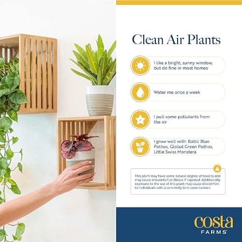 Costa Farms Live Plants (3 Pack), Easy to Grow Real Indoor Houseplants, Air Purifying Plants, Grower's Choice in Home Décor Indoors Plant Pots, New House Gift or Room Décor - Clean Air Houseplants - 8-10 Inches Tall - Indoor Garden Plant Pot (3-Pack) thumbnail 6