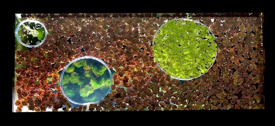 50+ Leaves Water Spangles (+Mystery Plant + Invisible Feeding Ring) Salvinia Minima Aquarium Floating Plant by Aquarigram - Plants + Invisible Feeding Ring (see video) thumbnail 8