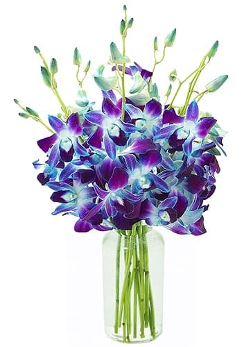 KaBloom - Exotic Sapphire Orchid Bouquet of Blue Orchids from Thailand with Vase - Fresh Flowers for Birthday, Valentine's & Mother's Day - Image 1