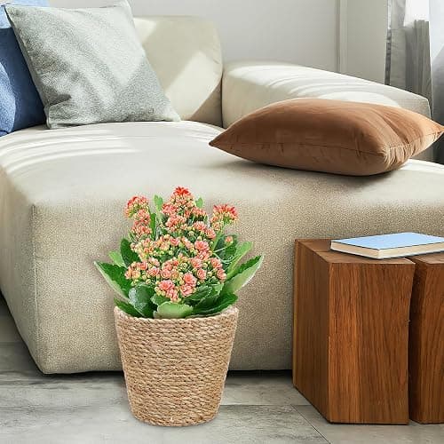 Balacoo Woven Plant Basket: Pot Basket Planter Seagrass Basket Wicker Baskets Natural Storage Pot for Storage Laundry thumbnail 6