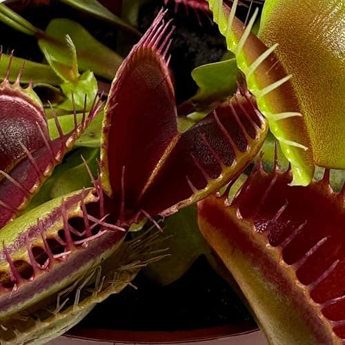 Perfect Plants Venus Fly Trap Plant in a 9cm Pot. Fascinating Fly Eating Carnivorous Plants thumbnail 2