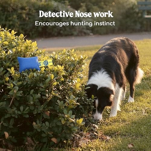 Race&Herd Original Dog Scent Training Kit, Scent Work Training Kit for Dogs - Nosework for Dog Mental Stimulation Agility Training Equipment for Dogs, Brain Games Smell Training Kit for Loss of Smell thumbnail 5