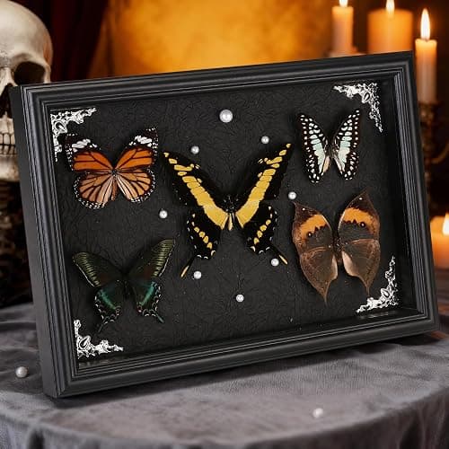 Real Framed Butterfly Taxidermy Collection - Set of 5 in Shadow Box Display, Office - Unusual Gift for Entomology Lovers, Birthday, Christmas thumbnail 2