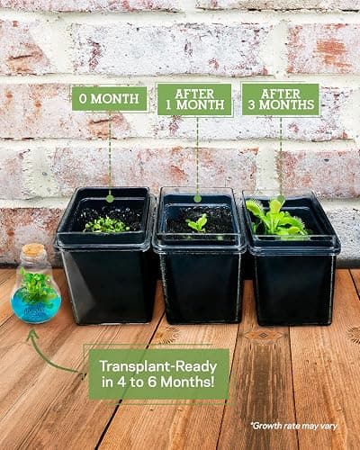 Venus Fly Trap, Grow Your Own Venus Flytrap in a 100% Self Sustaining Glass Terrarium, Maintenance Free, Easy to Grow, Healthy Growth Guarantee thumbnail 5