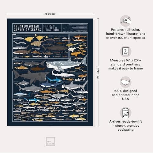 Pop Chart | Sharks Poster | 16" x 20" Art Poster | Illustrated Print of Shark Species | Sea Life and Marine Decor | 100% Designed and Made in the USA thumbnail 2