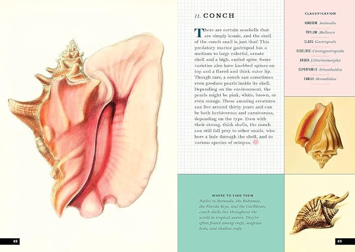 The Little Book of Shells: A Guide to Shells and the Amazing Creatures Who Make Them thumbnail 13