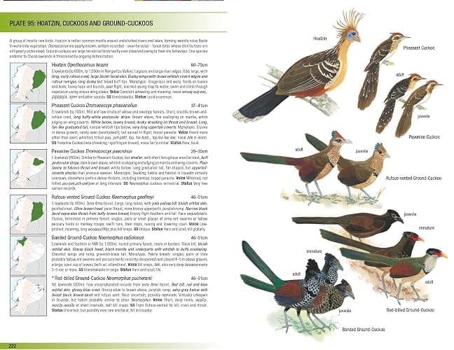 Field Guide to the Birds of Ecuador (Helm Field Guides) thumbnail 4