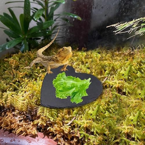 Turtle Tank Accessories, Heart-Shaped Slate Tile for Reptiles, Natural Rock Platform for Feeding & Basking, Aquarium Decor for Bearded Dragon, Tortoise, Gecko, Snake, Chameleon thumbnail 6