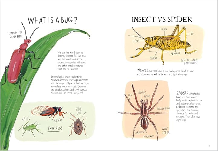 Insect Anatomy: The Curious World of Bees, Beetles, Butterflies, and Bugs - Paperback thumbnail 3