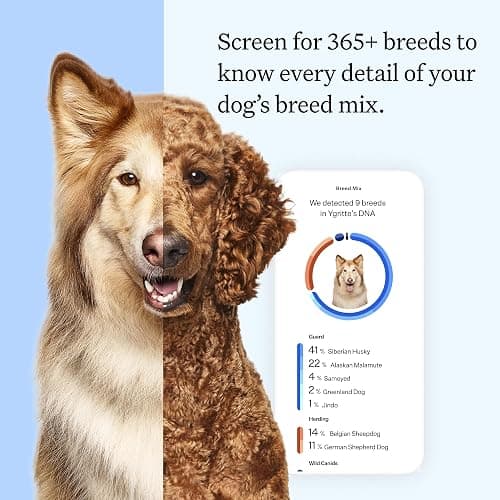 Wisdom Health Essential Dog DNA Kit | Most Accurate Test | 365+ Breeds | 30 Genetic Health Conditions | 50+ Traits, Relatives, Ancestry | Pack of 1 thumbnail 2