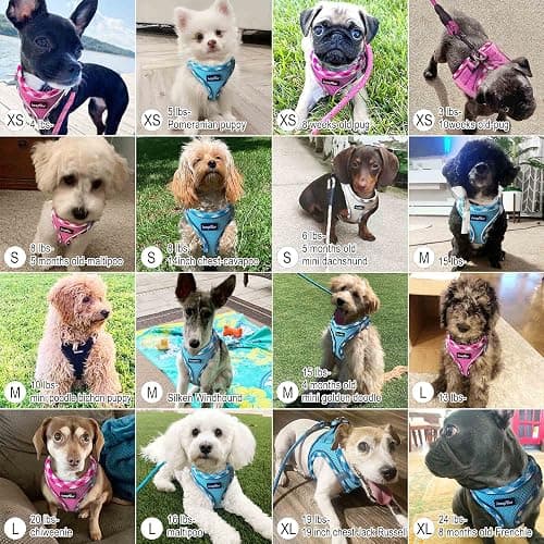 haapaw Dog Harness with Leash Set, No Pull Adjustable Reflective Step-in Puppy Harness with Thickened Padded Vest for Extra-Small/Small Medium Dogs thumbnail 6