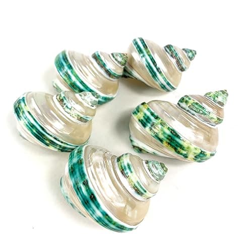 Heyiwell 5PC Green Turbo Banded Shells,Hermit Crab Shell &Turbo Shells Hermit Crab Supplies for Decor 1.5"~ 2" Inch thumbnail 2
