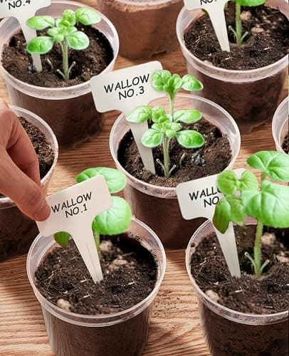 homenote Clear Nursery Pots for Plant,3/4/5 Inch Plant Pot for Planting Plastic Seedling with Drainage Holes Seed Starter Flower High Transparency 20 Labels Excellent Hardness(30 Pack) thumbnail 2