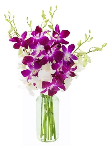 KaBloom PRIME NEXT DAY DELIVERY - Summer Collection - Exotic Opal Orchid Bouquet of Purple and White Orchids with Vase.Gift for Birthday, Anniversary, Valentine, Mother’s Day Fresh Flowers - Image 1