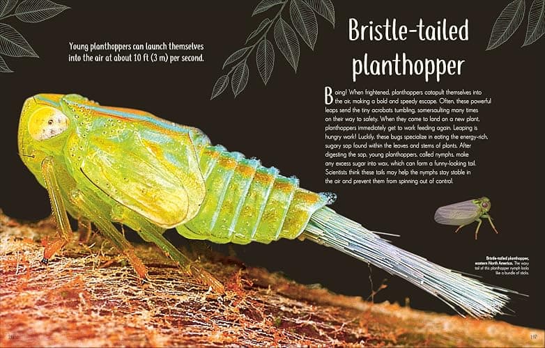 An Anthology of Remarkable Bugs (DK Children's Anthologies) thumbnail 8