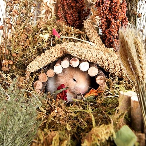 NICERINC PET Natural Ear of Grain Flower&Herb Bedding Mate Habitat Decor, Adding Fun Hamster Accessories for Hamsters Gerbils Lemming | Natural Ear of Grain Flower&Herb Bedding Mate Habitat Decor, Adding Fun Hamster Accessories for Hamsters Gerbils Lemming thumbnail 4