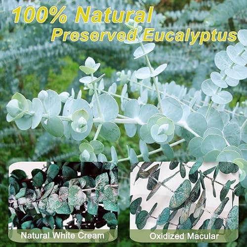 16 Pcs Preserved-Dried-Eucalyptus-Branches,17" Real Natural Fresh Eucalyptus Plant for Shower, Real Eucalyptus Bunch for Vase Filler, Greenery Stem, Dried Flowers Arrangement, Floral Home Decor thumbnail 6