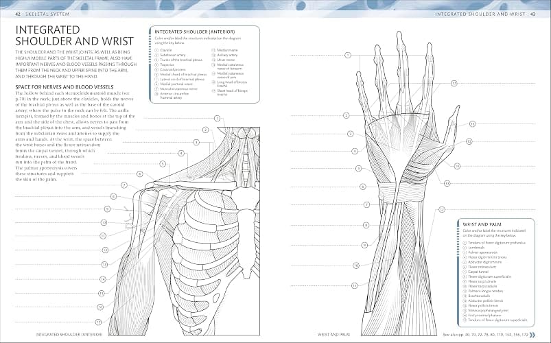 The Human Body Coloring Book: The Ultimate Anatomy Study Guide, Second Edition (DK Human Body Guides) thumbnail 2