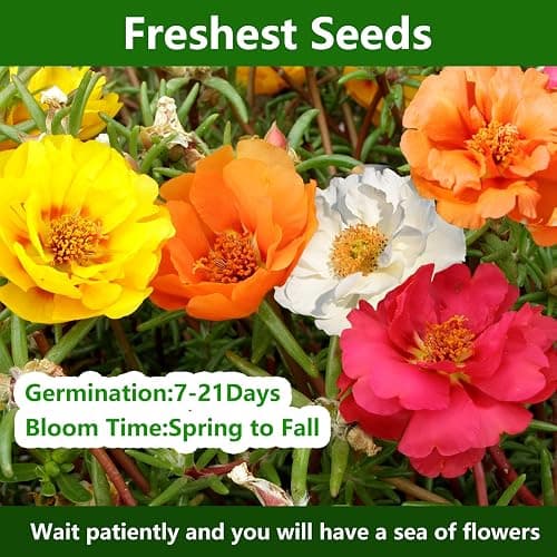Moss Rose Seeds, 10,000+ Bulk Flower Seeds for Planting Outdoors(99% Pure Live, Non-GMO), Mixed Colors and Large Blooms, Attracts Pollinators, Easy to Grow thumbnail 2