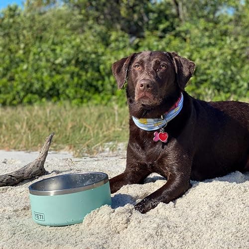 YETI Boomer 8 stainless steel dog bowl thumbnail 6