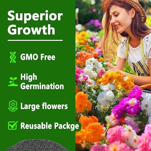 Moss Rose Seeds, 10,000+ Bulk Flower Seeds for Planting Outdoors(99% Pure Live, Non-GMO), Mixed Colors and Large Blooms, Attracts Pollinators, Easy to Grow thumbnail 4