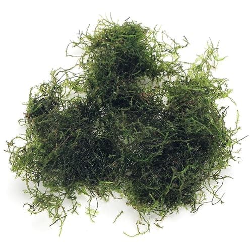 K2AQUA 20 Grams Java Moss (Taxiphyllum Barbieri) Live Aquarium Plant for Freshwater Fish Tank Easy to Grow Low Maintenance Planted Tanks Natural Decoration and Water Purifier - Image 1