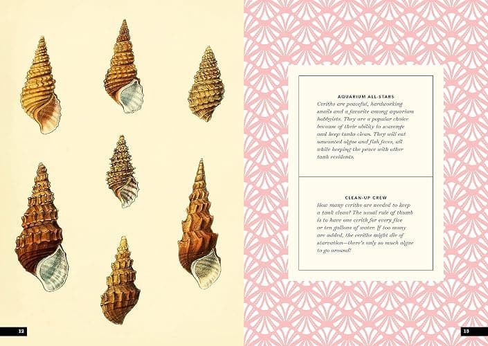 The Little Book of Shells: A Guide to Shells and the Amazing Creatures Who Make Them thumbnail 4