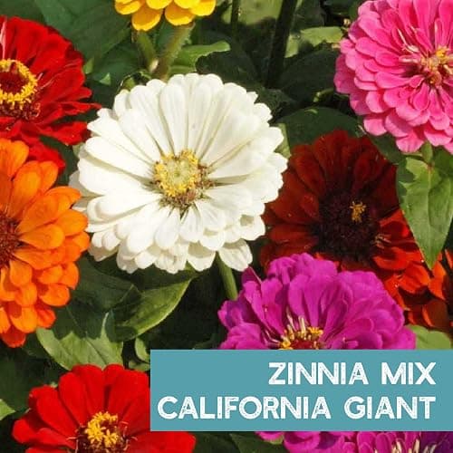 Mountain Valley Seed Co Zinnia Seeds for Planting Outdoors ~3000 California | Giant Mix Zinnia Seeds Beautiful 4' Tall Wildflower Blossoms Zinnia elegans Pollinator Seed Mix Bright, Cheerful Annual Flowe thumbnail 4