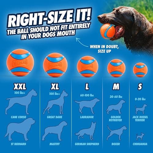 Chuckit! Dog Ball Launcher - Sport 12" with Medium (2.5"), Dog Fetch Ball Thrower, For Dogs 20-60 Pounds, Made in USA thumbnail 8