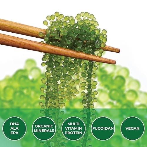 NAMISO OKINAWA Organic Sea Grapes,Organic Seaweed, Umibudo, Green Caviar, Dehyrated lato, Seagrapes , Superfood - Enhance Health, Boosting Immune System (3.5 Oz (Pack of 5), 1 box) thumbnail 3