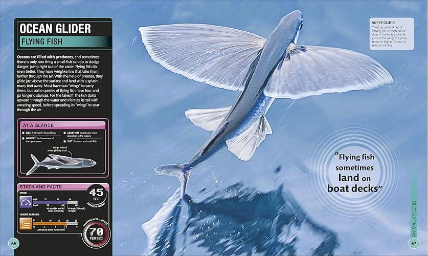 Super Shark Encyclopedia: And Other Creatures of the Deep (DK Super Nature Encyclopedias) thumbnail 11
