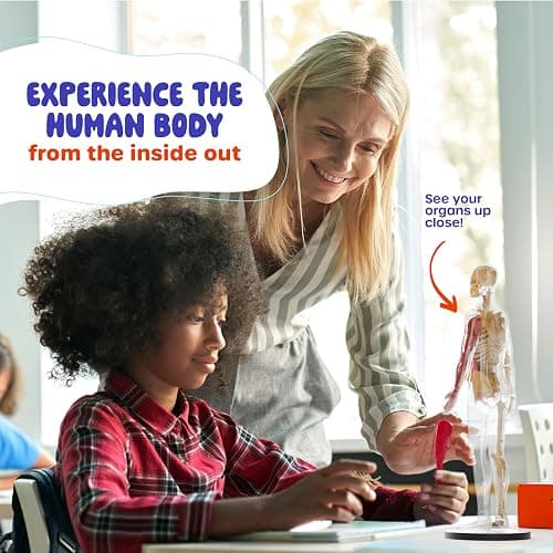 Human Anatomy Squishy Body Model - STEM Science Kits for Kids Ages 4-8 | STEM Toys for 4 5 6 7 8 Year Old Boy Birthday Gift - Learning Educational Toys for Ages 5-7 Boys Gifts - Skeleton Parts thumbnail 9