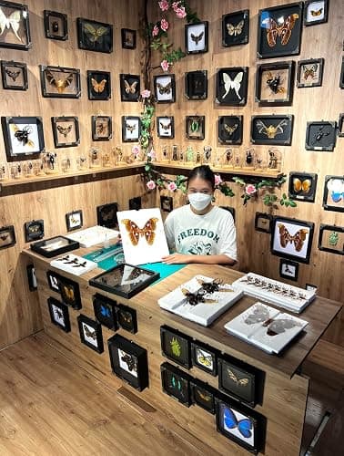 Real Actias Luna Moth Framed Butterfly Dead Insect Dried Bug Shadow Box Taxidermy Specimen Display Tabletop Decoration Artwork Gallery Decor Living K18-38-DE thumbnail 6