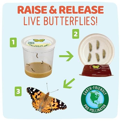 Insect Lore Raise and Release Butterfly Garden Kit – Caterpillar Habitat with redeemable Voucher – STEM-accredited Butterfly Growing Kit for Kids, Classrooms, and Homeschool Learning thumbnail 3