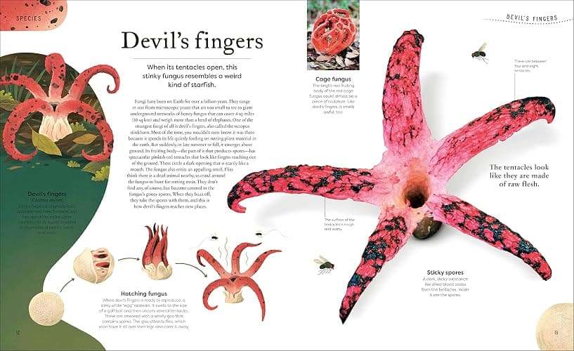 Weird and Wonderful Nature: Tales of More Than 100 Unique Animals, Plants, and Phenomena (DK Treasures) thumbnail 3