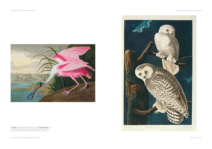 The Collins Garden Birdwatcher’s Bible: A Practical Ornithology Guide to Identifying and Understanding Garden Birds thumbnail 4
