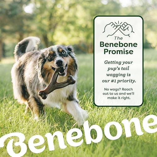 Benebone 4-Pack Ball/Bone/Bacon Wishbone/Fishbone Medium thumbnail 6