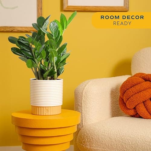 Costa Farms ZZ Live Plant in Decorative Pot, Easy to Maintain, Air Purifying Indoor Houseplant, Perfect for Home, Room, or Office Decor, Great House Warming or Birthday Gift, 12-20 Inches Tall thumbnail 2
