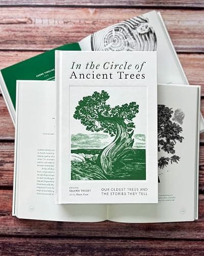 In the Circle of Ancient Trees: Our Oldest Trees and the Stories They Tell thumbnail 2