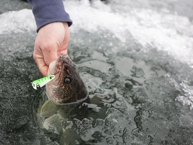 Northland Tackle Ice Fishing Thumper Spoon, Stamped Brass Flutter Spoon Ice Fishing Lure for Walleye, Crappie, & More, 10 Colors, 1/16 Oz, 1/8 Oz, 3/16 Oz, ¼ Oz Lure Sizes thumbnail 2